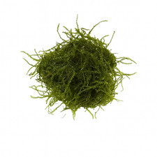 Java Moss  Live Moss Aquarium Tropical Fish Tank - SHRIMP SAFE
