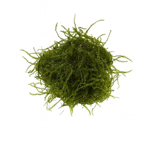 Java moss live - moss, aquarium