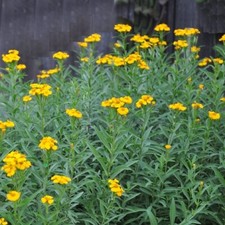 Mexican Tarragon / Sweet Mace