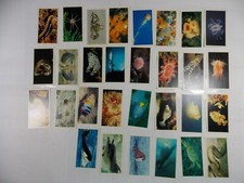 Grandee Cigar Cards The Living