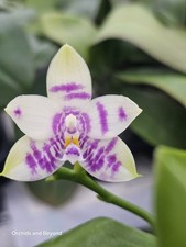 Phalaenopsis Lioulin Blue Peacock X KS Ludde Orchid Plant
