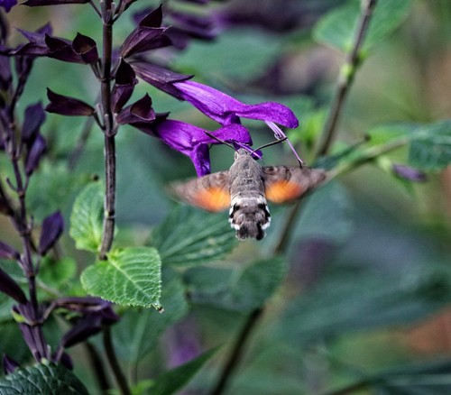 Photo 6x4 hummingbird - 6x4,
