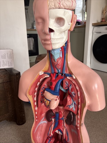 Anatomical medical torso model - anatomical,