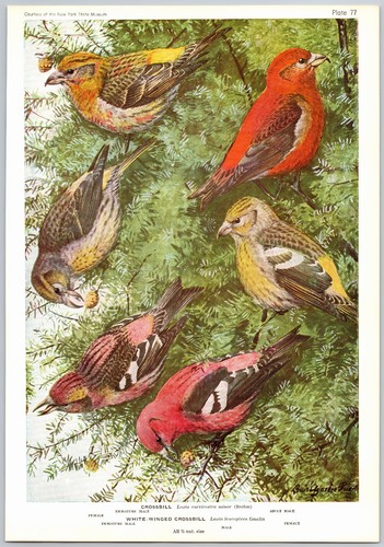 1936 bird print crossbill - bird,