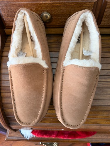 Uggs ascot nib chestnut - chestnut, brown