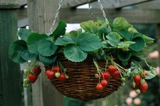 RED CLIMBING STRAWBERRY SEEDS