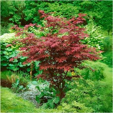 Acer 'Atropurpureum' Purple
