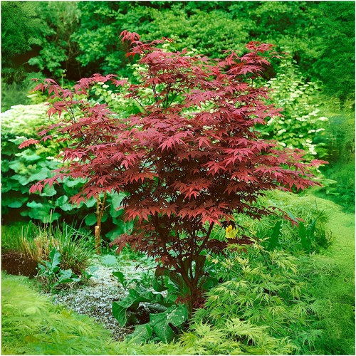 Acer atropurpureum purple - acer, 'atropurpureum'