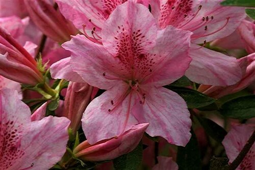North lake beauty - lake, beauty~~azalea