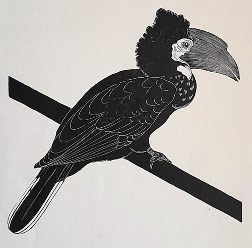 Daglish hornbill bird - daglish,