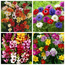 40 FLOWER BULBS/CORMS PERENNIAL SUMMER SPARAXIS,ANEMONE ST.BRIGID,IXIA,FREESIA