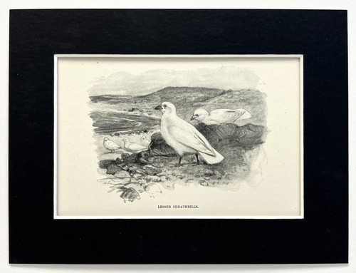 Lesser sheathbill mounted - sheathbill,