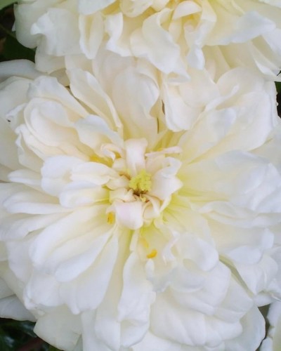Gardenia cream tall - gardenia,