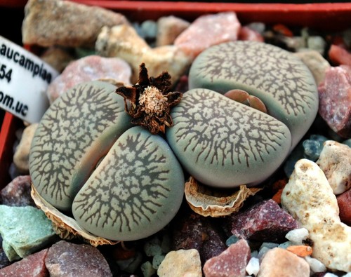 Lithops aucampiae euniceae