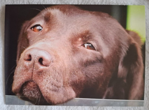 Chocolate labrador dog - labrador,