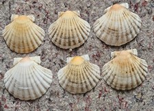 Six Scallop shells