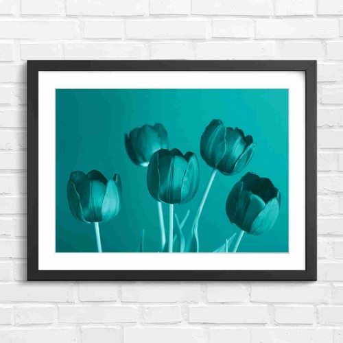Dark purple tulips blooming - tulips,