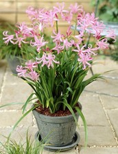 12 x Nerine Bowdenii bulbs -