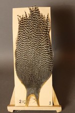 American Genetic Grizzly Cape