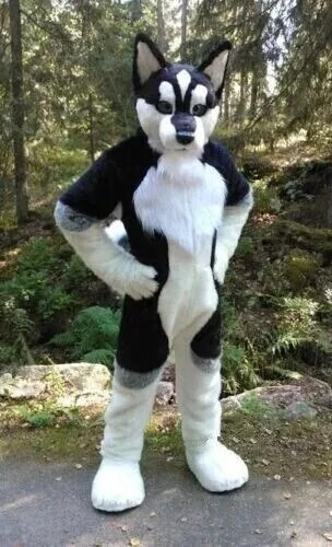 Long fur husky - long, dog