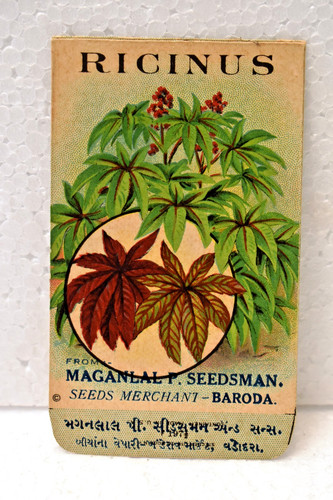 Vintage ricinus seed - vintage,