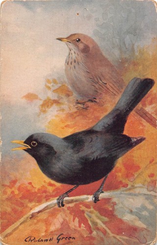 Postcard birds blackbird - postcard,