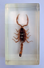 Manchurian Scorpion Real Insect Bug Specimen Resin Block  2.75" China