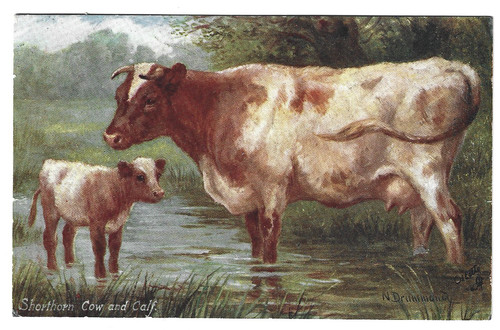 Agriculture shorthorn cattle - agriculture,,