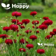Cornflower Centaurea Red Ball - 500 Seeds - Large Double Flower - Uniform Habit