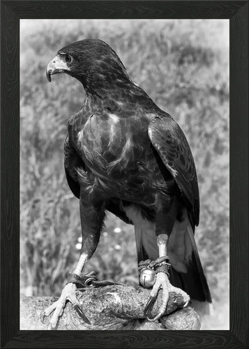 Harris hawk suffolk framed - harris,