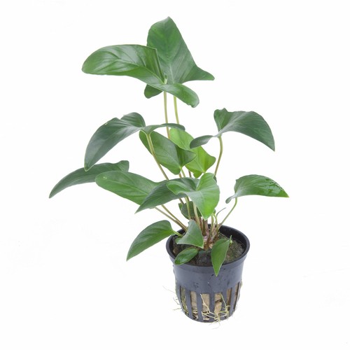 Anubias gracilis tropica live - gracilis,