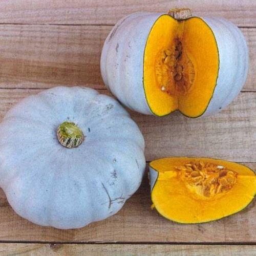 Squash winter crown prince - squash,