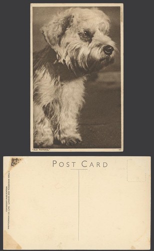 Fox terrier dog puppy - fox, pet