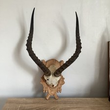 Taxidermy Horns Skull Antlers
