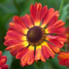 60 X HELENIUM AUTUMNALE SALSA  Red and Gold SEEDS PERENNIAL GARDEN PLANT BIO