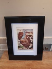 GOLDEN EAGLE Framed Mounted
