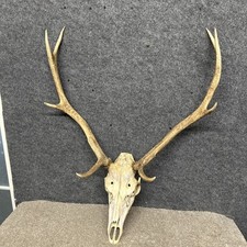 Red Deer Stag Antler Skull