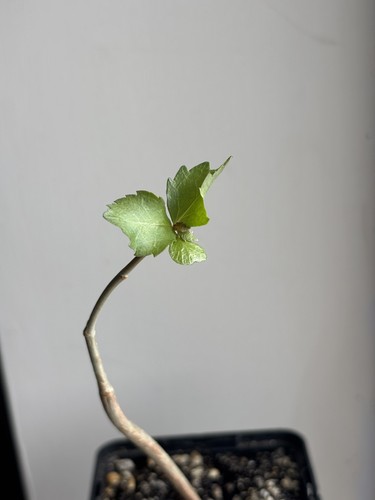 Rare commiphora wightii - rare, indian