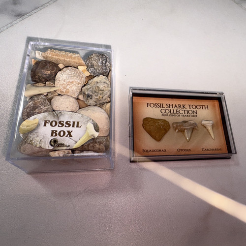 Fossils box mixed set - set, shark