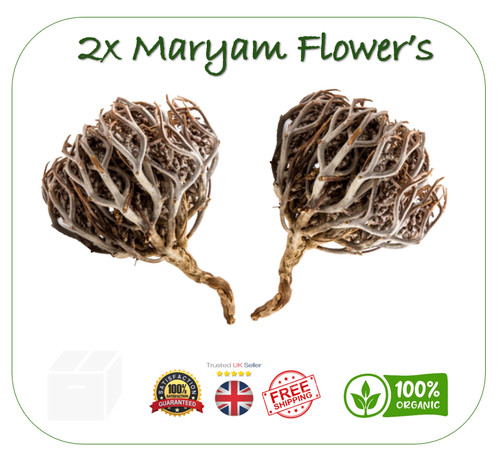 Maryam flower jericho - 2x,