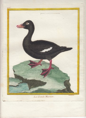 Hand colored martinet histoire - hand,