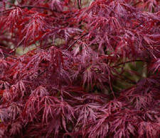 5 Japanese Maple Seeds - Acer