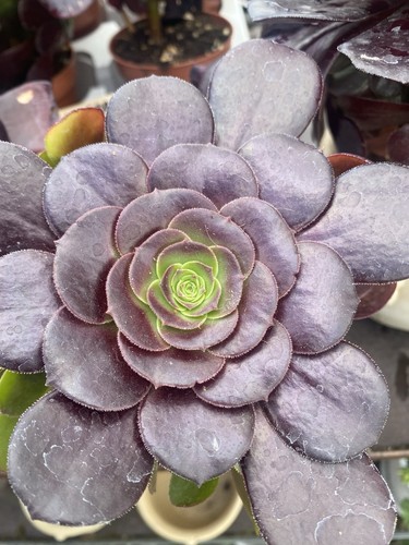 Aeonium arboreum plant - aeonium, |