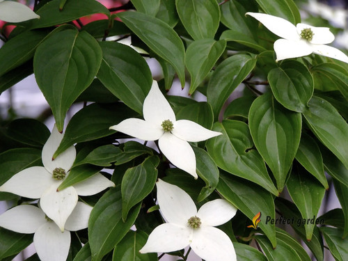 Seeds cornus kousa korean - kousa,