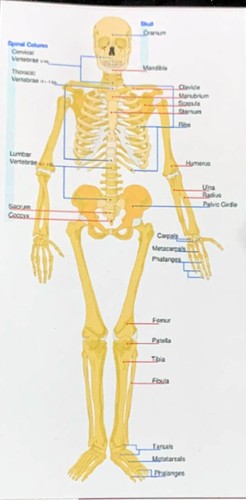 Dolls house skeleton - dolls,