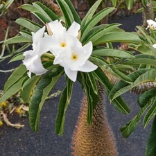 Pachypodium lamerei -