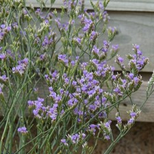 Rock sea lavender plant plugs