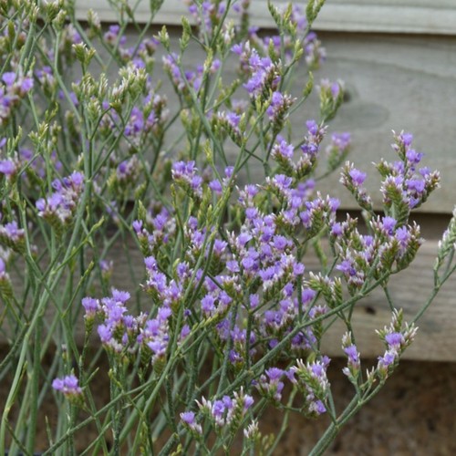 Rock sea lavender plant - , plugs