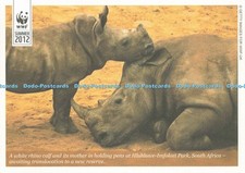 D239670 South Africa A White Rhino Calf and its Mother in Holding Pens at Hluhlu