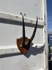 Set of Antelope Horns